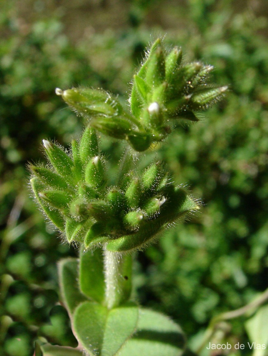 Cerastium glomeratum Thuill.